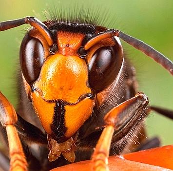Le frelon d'Asie se comporte comme ses congénères européens : il devient agressif s'il est menacé. Il est surtout dangereux en cas de piqûres multiples ou pour les personnes souffrant d'allergies. (Goetgheluck.com)