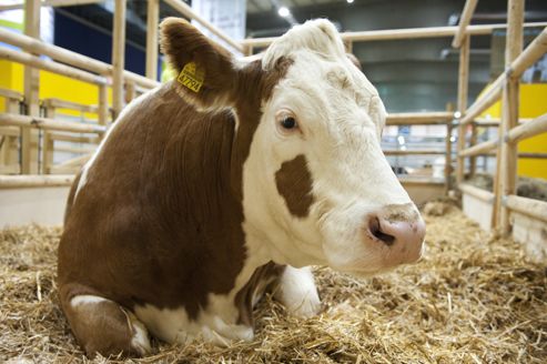 Un nouveau cas de vache folle a été détecté aux États-Unis.