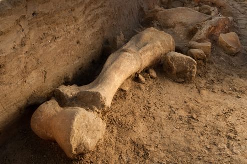 Le squelette d'Helmut, un mammouth laineux, découvert à Changis-sur-Marne.
