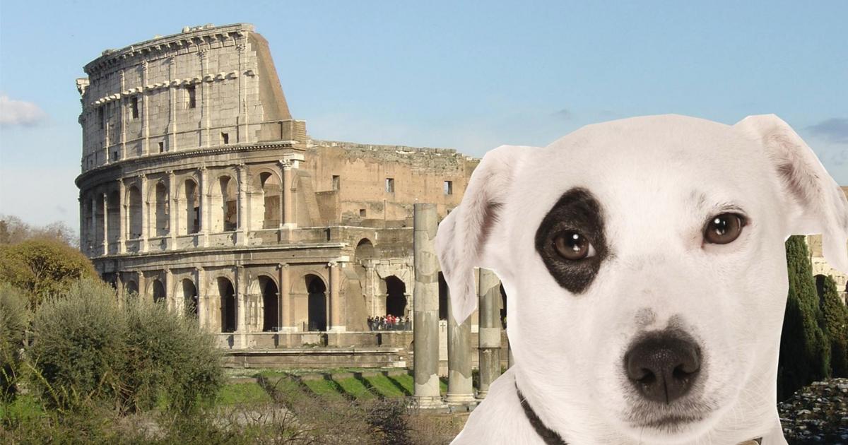 ADECK Le chien de Christophe Dechavanne