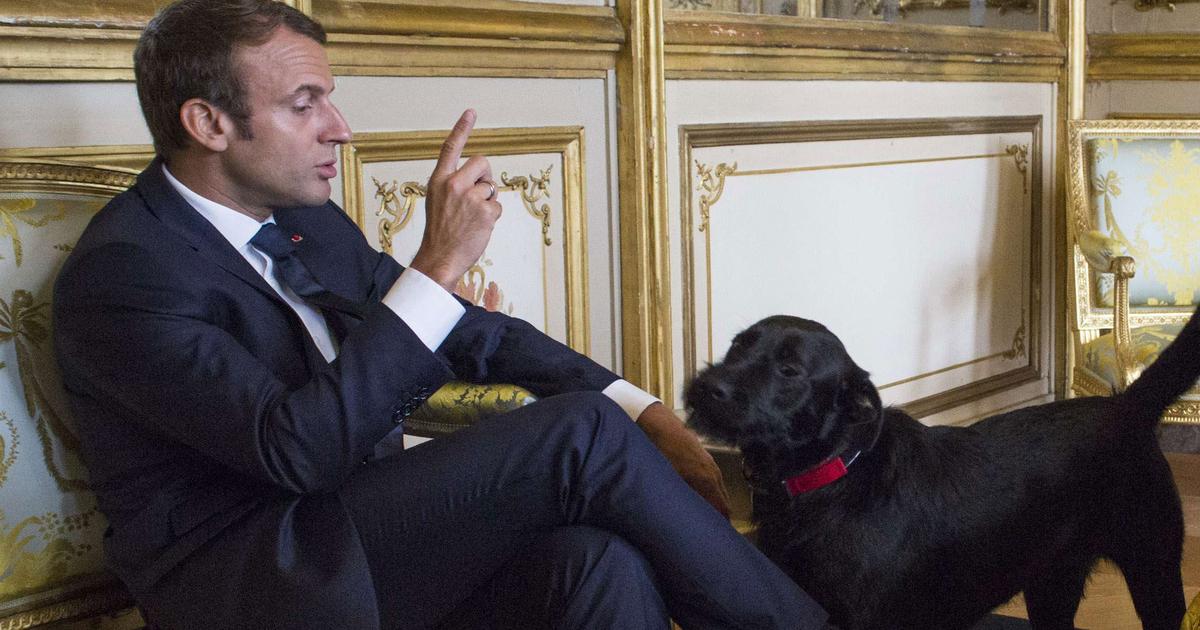 Nemo Le Chien D Emmanuel Macron A Encore Fait Des Siennes Ce N Nemo Le Chien D Emmanuel Macron A Encore Fait Des Siennes Ce N