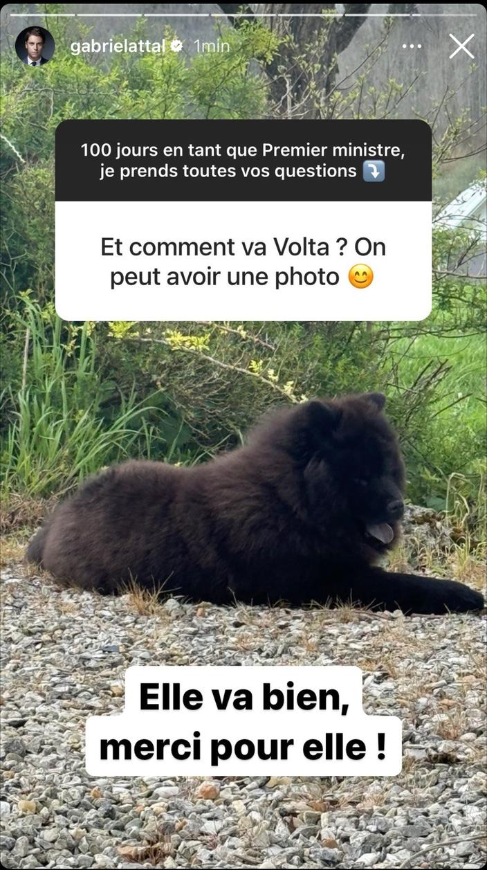 PHOTO Gabriel Attal D voile Un Nouveau Clich De Sa Chienne Volta photo-gabriel-attal-d-voile-un-nouveau-clich-de-sa-chienne-volta