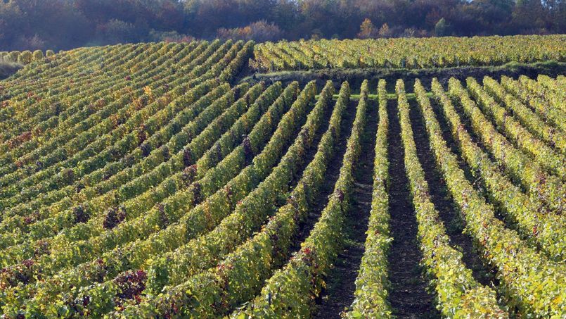 Les vignobles haut de gamme sont portés par la demande mondiale en produits de luxe et ont atteint de nouveaux sommets.