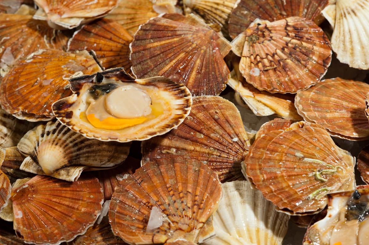Comment ouvrir des coquilles Saint-Jacques ? - Madame Figaro