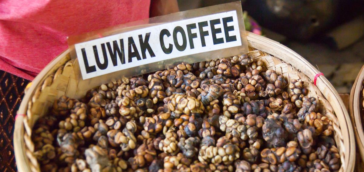 Quel est le secret du Kopi Luwak, café le plus cher au monde ? Cuisine / Madame Figaro
