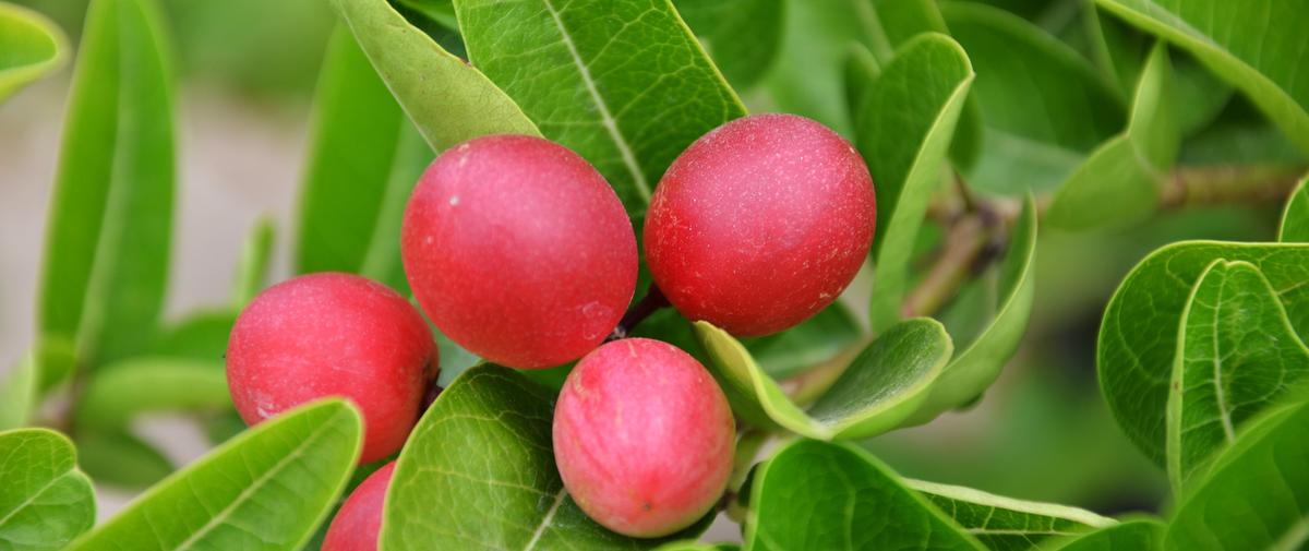 La miraculine, cette protéine capable de remplacer le sucre Cuisine / Madame Figaro
