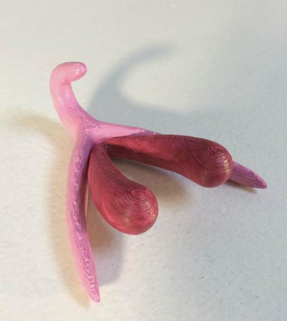 Le clitoris en 3D, nouvel outil pour enseigner la sexualité