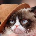 Grumpy Cat, le chat grincheux, est mort