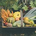 Fruits, légumes, fromages, poissons... Quels sont les produits de saison à savourer en automne ?