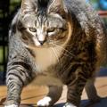 Logan, chat de 15 kilos et star des réseaux sociaux