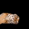 Un tigre accepte de prendre la pose... mais en Prada !