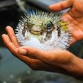 Le fugu, un poisson délicieusement toxique