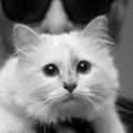 La gamelle en argent de Choupette, le chat de Karl Lagerfeld, est en vente aux enchères