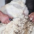 Après la fourrure, la laine : Peta mène son nouveau combat... en achetant des actions des groupes de mode