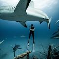 Madison Stewart, la plongeuse qui danse avec les requins