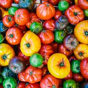 Est-il encore possible de manger des tomates qui ont du goût ?