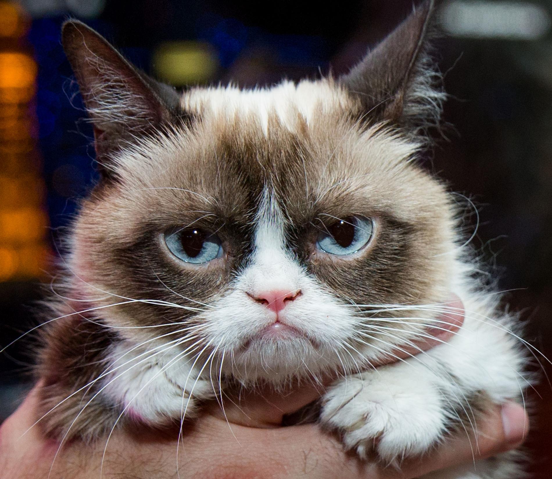 Grumpy Cat Choupette Ces Chats Qui Rapportent Madame Figaro