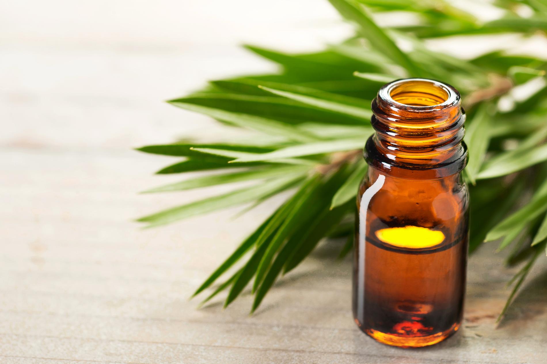 Acne, oily skin, cold sore ... How to use tea tree essential oil - Madame Figaro