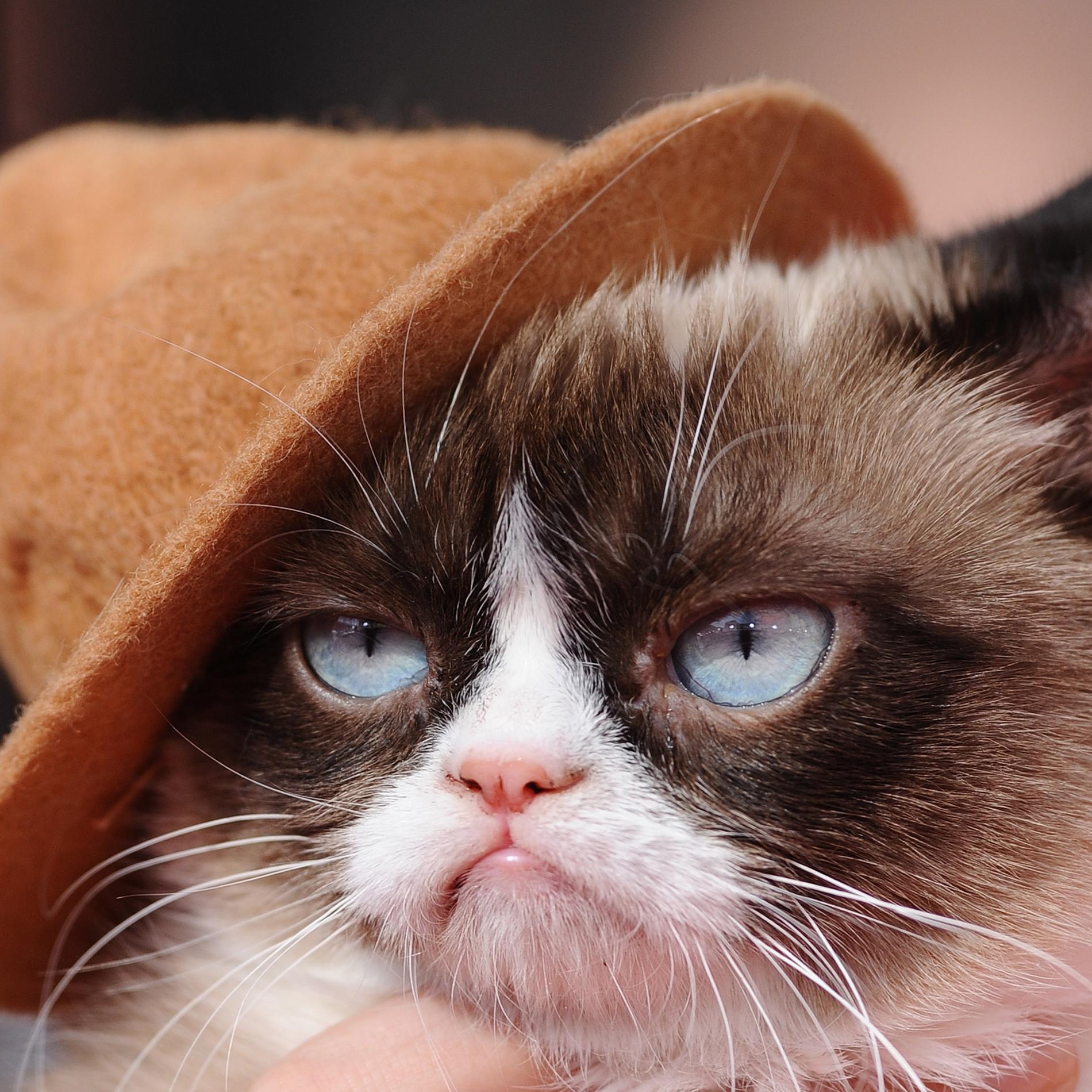 Grumpy Cat Le Chat Grincheux Est Mort