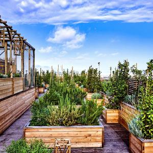Génération potager : le grand retour à la nature des chefs étoilés