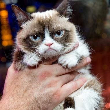 Grumpy Cat Choupette Ces Chats Qui Rapportent Madame Figaro