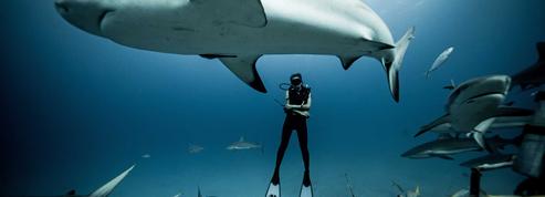 Madison Stewart, la plongeuse qui danse avec les requins