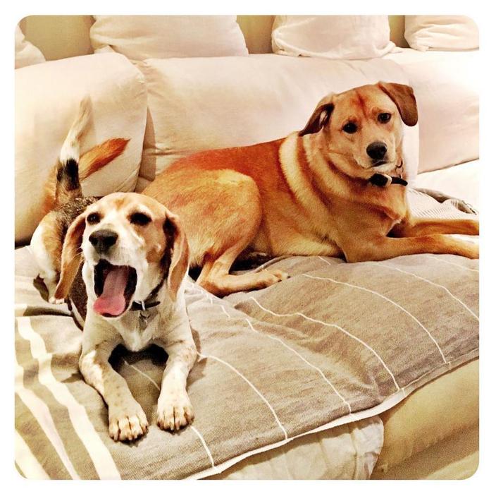 Les Premiers Rates Protocolaires De Meghan Markle Madame Figaro