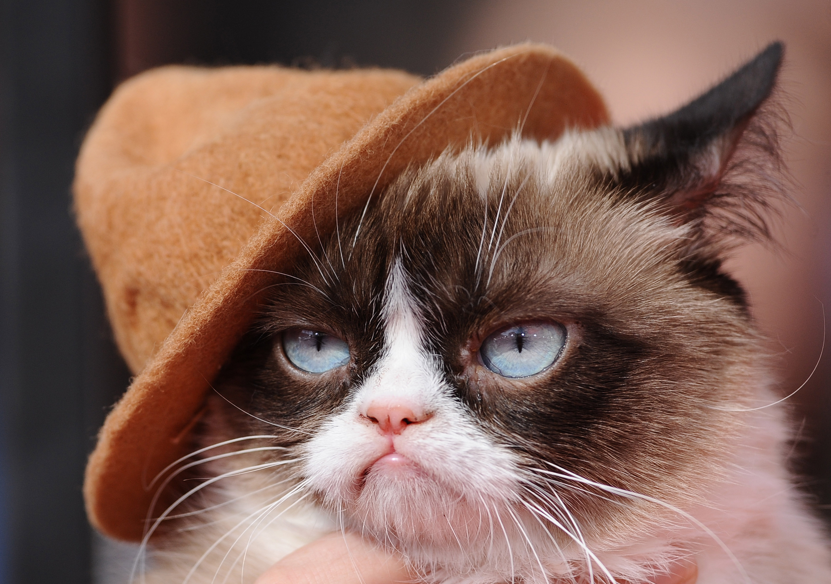 Grumpy Cat Le Chat Grincheux Est Mort Madame Figaro