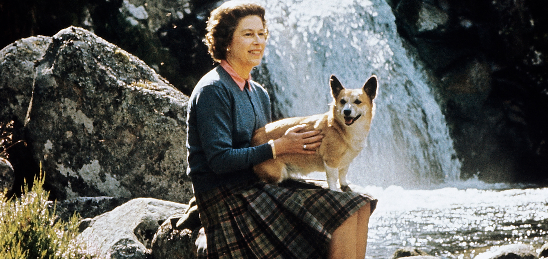 Royal Corgis Plongée Dans La Grande Vie Des Chiens Adorés