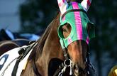 Acheter un cheval de course à plusieurs