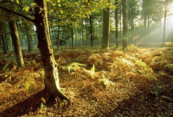 Dix Conseils Pour Valoriser Votre Foret