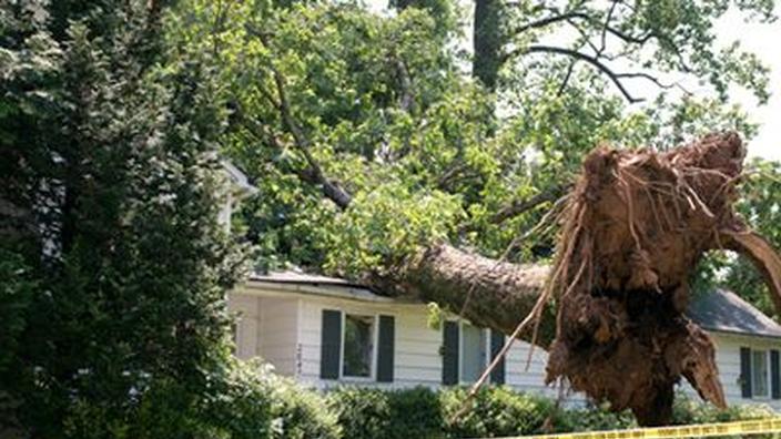 Un arbre qui s'incline chez le voisin est un trouble de voisinage