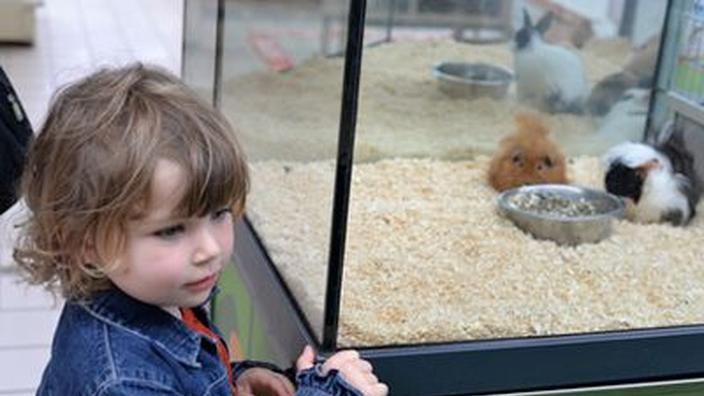 Acheter un animal de compagnie