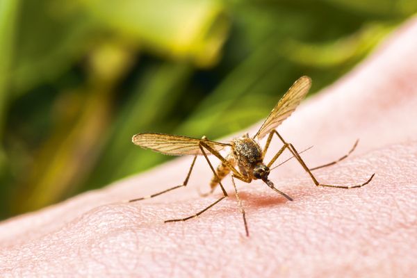 Repousse moustique tigre zika chikungunya repulsif ultrason chasse