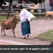 Zapping Web du 29 mai 2013 : une chèvre bagarreuse sème la pagaille en ville