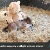 Zapping Web : abandonné par sa mère, un poney se réconforte avec une peluche