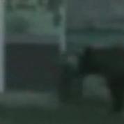 Un ours se balade en pleine ville, en Russie