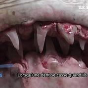 Un énorme requin attrapé au large de la Californie