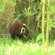 Un couple de pandas roux formé au zoo de Lyon