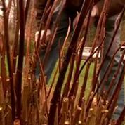Trafic: l'hortensia substitut du cannabis disparaît des jardins