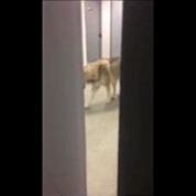 Sotchi : une athlète filme un loup dans les couloirs de son hôtel