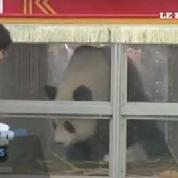 Deux pandas géants accueillis comme des stars en Belgique