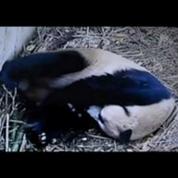 Les images de la naissance d'un bébé panda