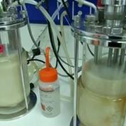 Marseille: un laboratoire met au point un biocarburant à base de champignons