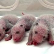 Chine: naissance de triplés pandas