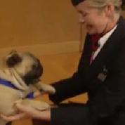 British Airways propose des chats et chiens pour calmer les passagers