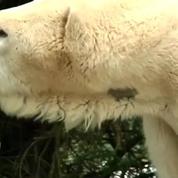 Zoo: ces animaux qui aiment le froid