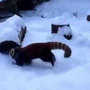 Deux pandas roux s'éclatent dans la neige