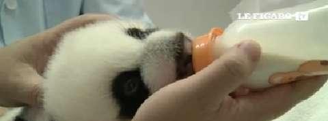 En Chine, des pandas triplés fêtent leurs 2 mois en bonne santé