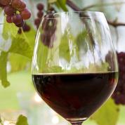 Beaujolais nouveau, de la vigne au verre